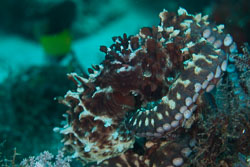 BD-150426-Maldives-8799-Octopus-cyanea.-Gray.-1849-[Big-blue-octopus].jpg